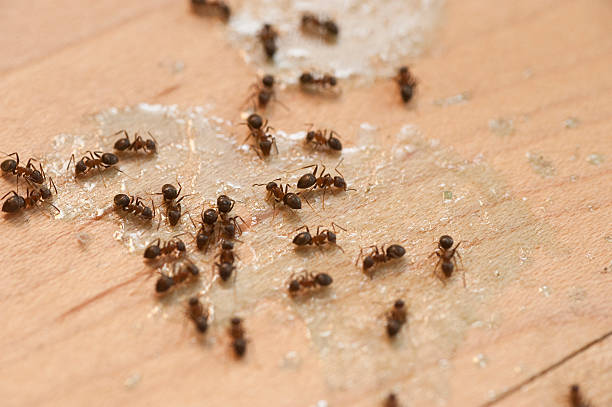 Best Best Pest Control Companies  in Puget Island, WA